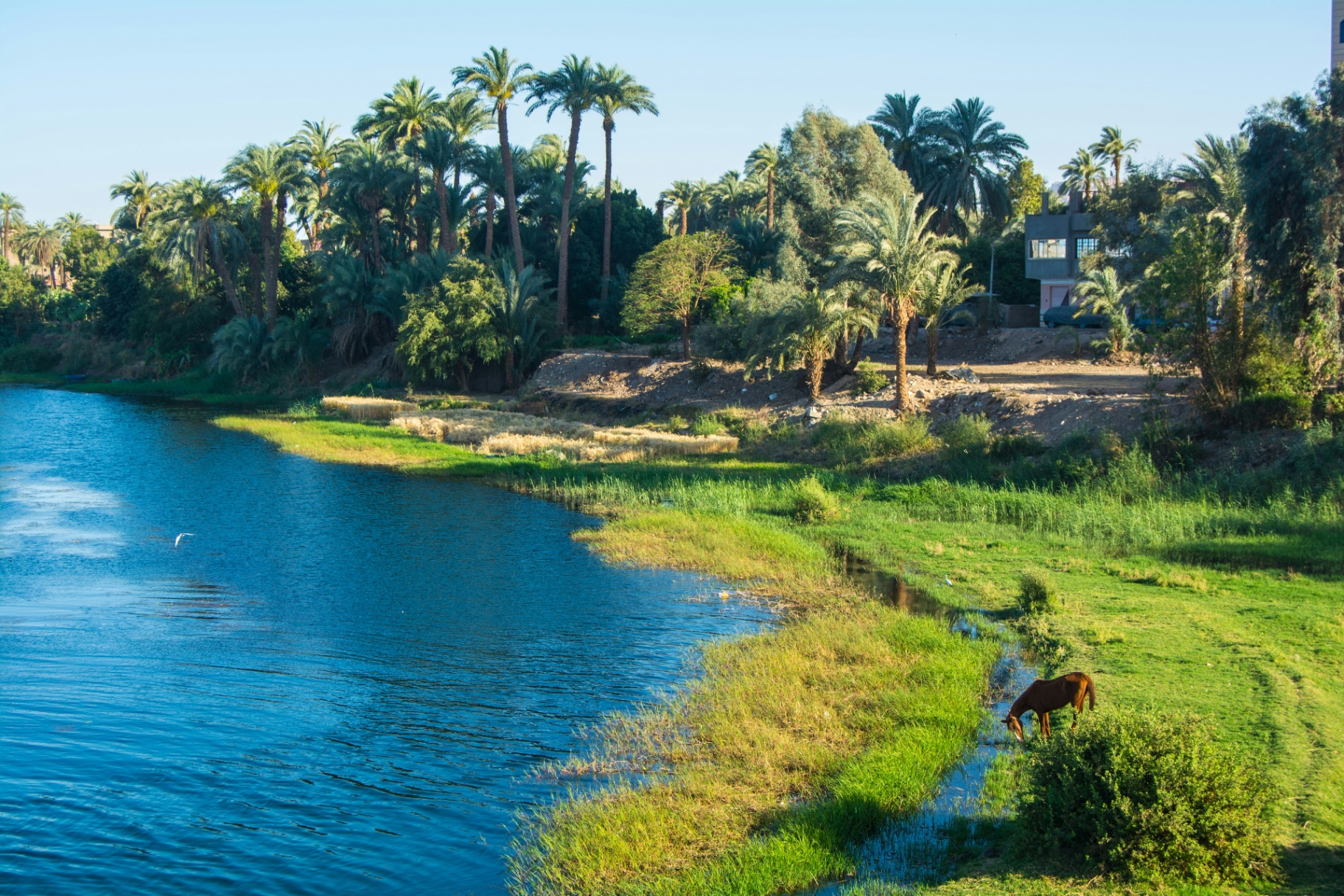 A horse grazing, palms beyond
