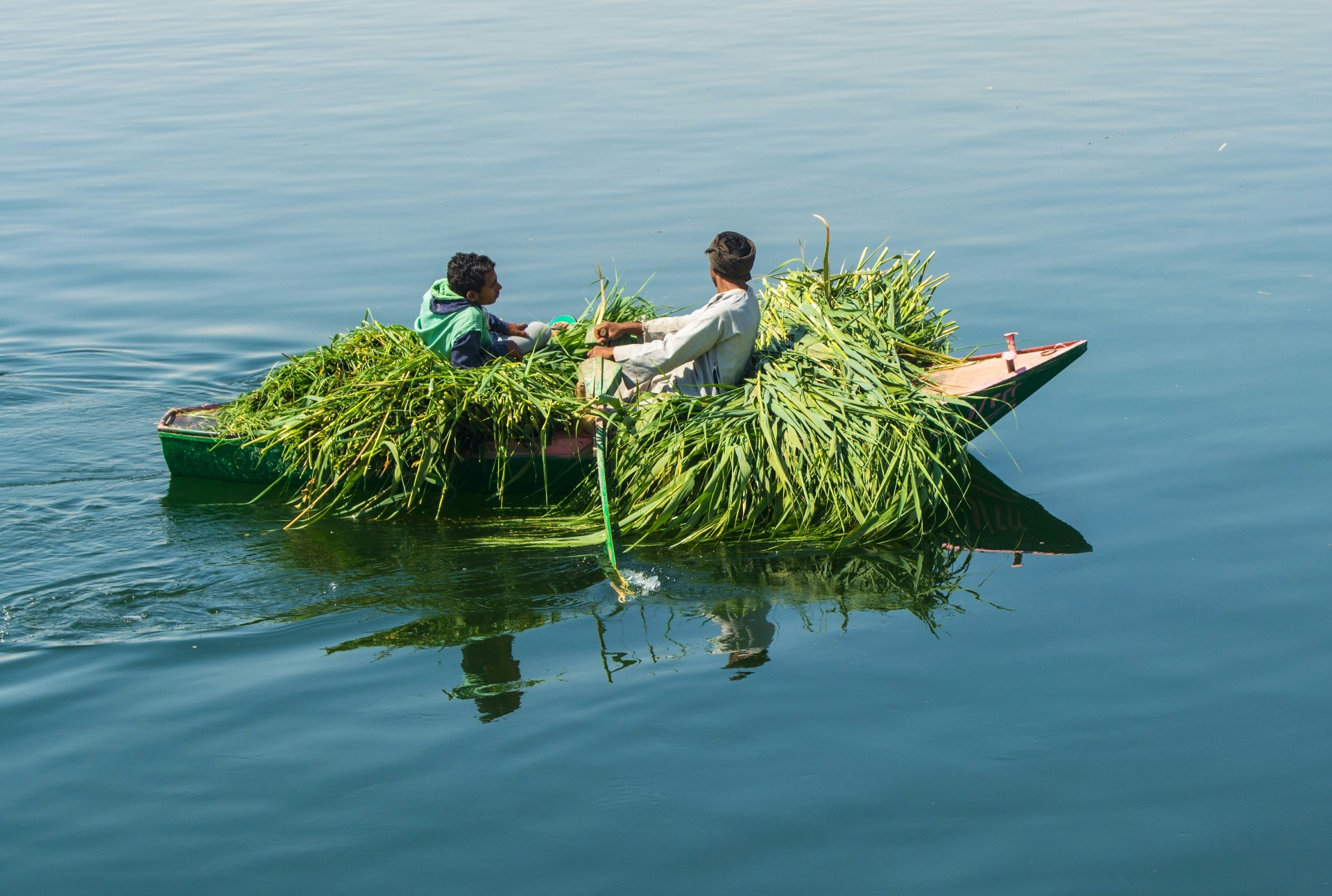 A boat of green fodder, on the river