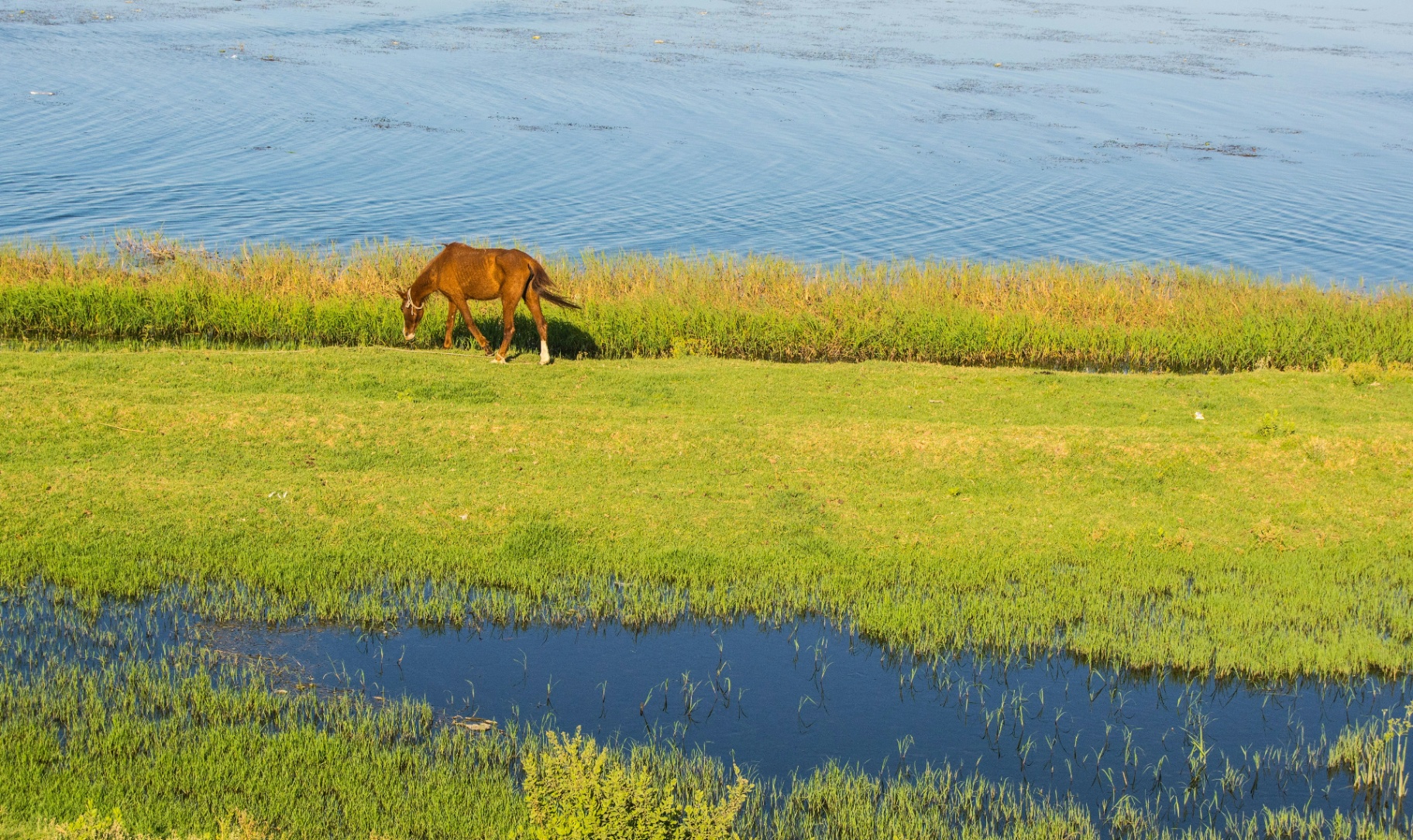A horse on the bank, the river beyond