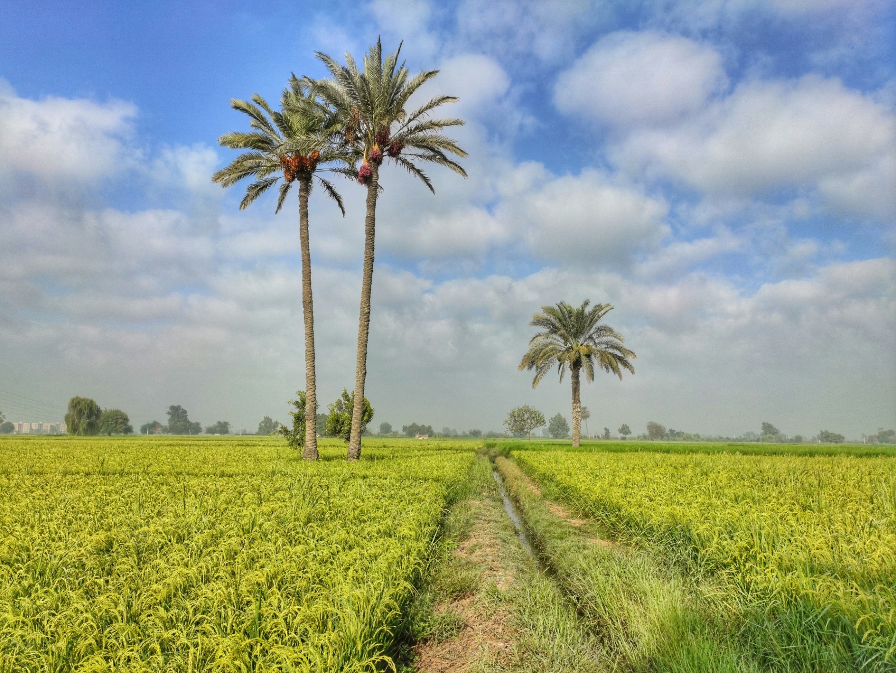 Rice fields and date palms